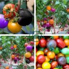 Rainbow Tomato Garden Organic 400 Seeds