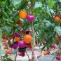 Rainbow Tomato Garden Organic 400 Seeds