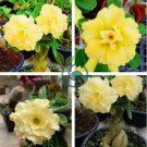 Whitish Yellow Adenium Big Blooms Bonsai Flowers 12 Seeds