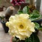 Whitish Yellow Adenium Big Blooms Bonsai Flowers 12 Seeds