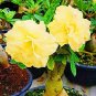 Whitish Yellow Adenium Big Blooms Bonsai Flowers 12 Seeds