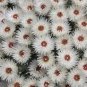 Syncarpha Vestita Cape Slow a Cluster of White Flower with Red White Eye 10 Seeds