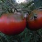 VERY BLACK Rare Tomato Organic 1000 Seeds
