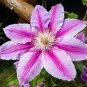 Rare Clematis Plant Rose Red Flowers Single Big Petails 200 Seeds