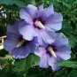 Beautiful Dwarf Sharon Flowers 100 Seeds