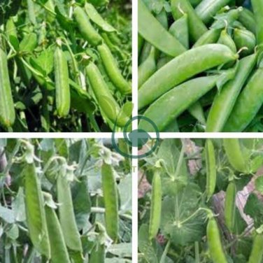 Organic Green Pea 20 Seeds