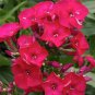 Phlox paniculata - Rose Red Colors 200 Seeds