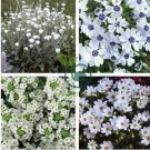 Beautiful White Sun Plant 440 Seeds