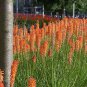 Red Hot Poker Hybrids Kniphofia Uvaria Hybrids 20 Seeds