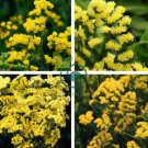 Yellow Forget Me Not Flower 70 Seeds