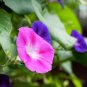 Heirloom Pink Light Purple Mixed Morning Glory Flowers 50 seeds