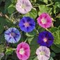 Heirloom Pink Light Purple Mixed Morning Glory Flowers 50 seeds