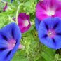Heirloom Pink Light Purple Mixed Morning Glory Flowers 50 seeds