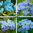 Blue Myosotis Sylvatica Bonsai 100 Seeds,