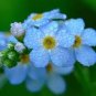 Blue Myosotis Sylvatica Bonsai 100 Seeds,