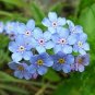 Blue Myosotis Sylvatica Bonsai 100 Seeds,