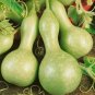 Bright Green Ornamental Bottle Gourd Organic 20 Seeds
