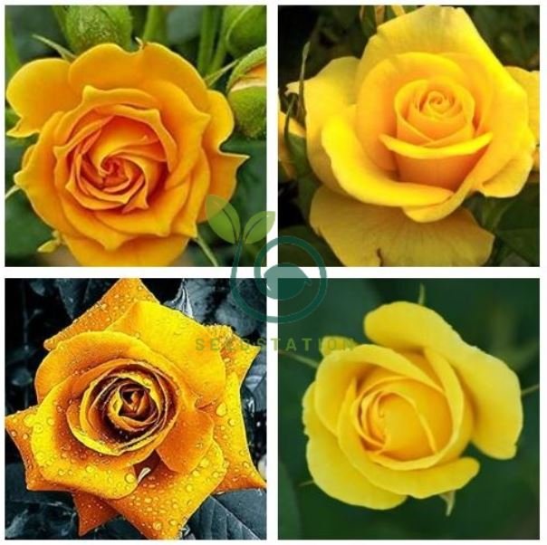 Rare Golden Rose Flower Shrub 100 Seeds