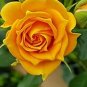 Rare Golden Rose Flower Shrub 100 Seeds