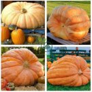 Rare Giant Pumpkin 10 Seeds