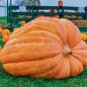 Rare Giant Pumpkin 10 Seeds