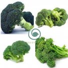 Organic Green Broccoli Vegetable 200 Seeds