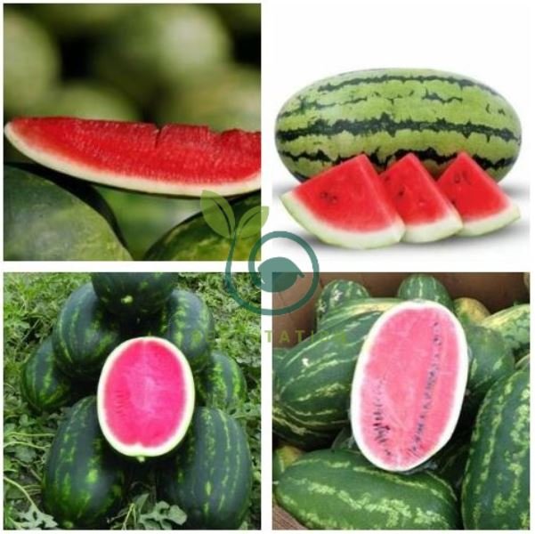 High Yields Legacy Long Red Watermelon 40 Seeds