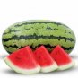 High Yields Legacy Long Red Watermelon 40 Seeds