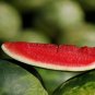 High Yields Legacy Long Red Watermelon 40 Seeds