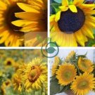 Golden Father-sun Sunflower 30 Seeds