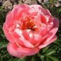 Heirloom 'Shao Nvqun' Pink Multi Petalled Peony Flower 10 Seeds
