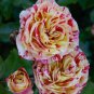 George Burns Floribunda Rose 900 Seeds