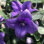 Bonsai Purple Platycodon Grandiflorum 20 Seeds