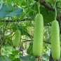 Bottle Gourd NAM Tao Yao (Asian Vegetable) 200 Seeds