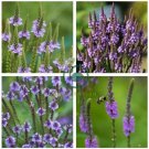 Verbena Hastata Blue Vervain Perennial Flower 60 Seeds