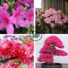 Rare F1 Azalea Hardy Red Rhododendron 100 Seeds