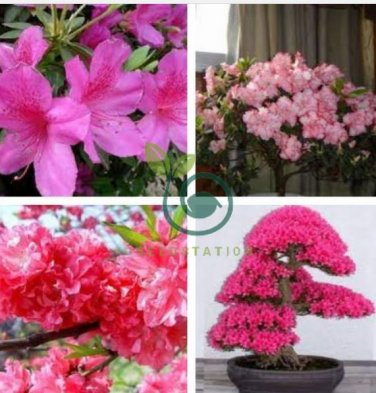 Rare F1 Azalea Hardy Red Rhododendron 100 Seeds