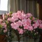 Rare F1 Azalea Hardy Red Rhododendron 100 Seeds