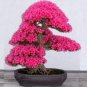 Rare F1 Azalea Hardy Red Rhododendron 100 Seeds
