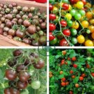 Heirloom 'Da Tong' Green Pearl Cherry Tomato Organic 60  Seeds