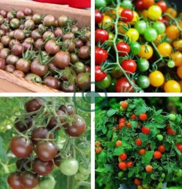 Heirloom 'Da Tong' Green Pearl Cherry Tomato Organic 60  Seeds