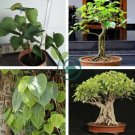 Imported Bodhi Tree Religiosa Potted Garden 20 Seeds