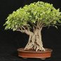 Imported Bodhi Tree Religiosa Potted Garden 20 Seeds
