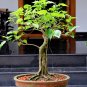 Imported Bodhi Tree Religiosa Potted Garden 20 Seeds