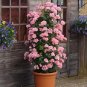 Climbing Geranium Collection Pelargonium Perennial 200 Seeds