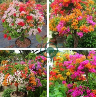 Wildflowers Combination Bonsai 400 Seeds