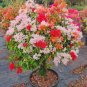 Wildflowers Combination Bonsai 400 Seeds