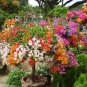 Wildflowers Combination Bonsai 400 Seeds