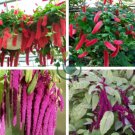 Acalypha Hispida 16000 Seeds