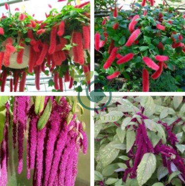 Acalypha Hispida 16000 Seeds